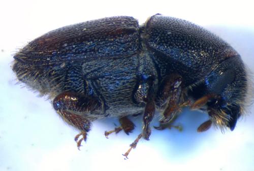 Scolytus kirschii fasciatus